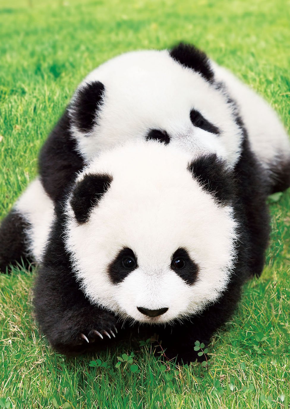 Amazon.co.jp: エポック社 108ピース ジグソーパズル なかよしパンダ